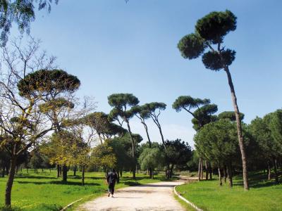 تطوير حديقة عامة